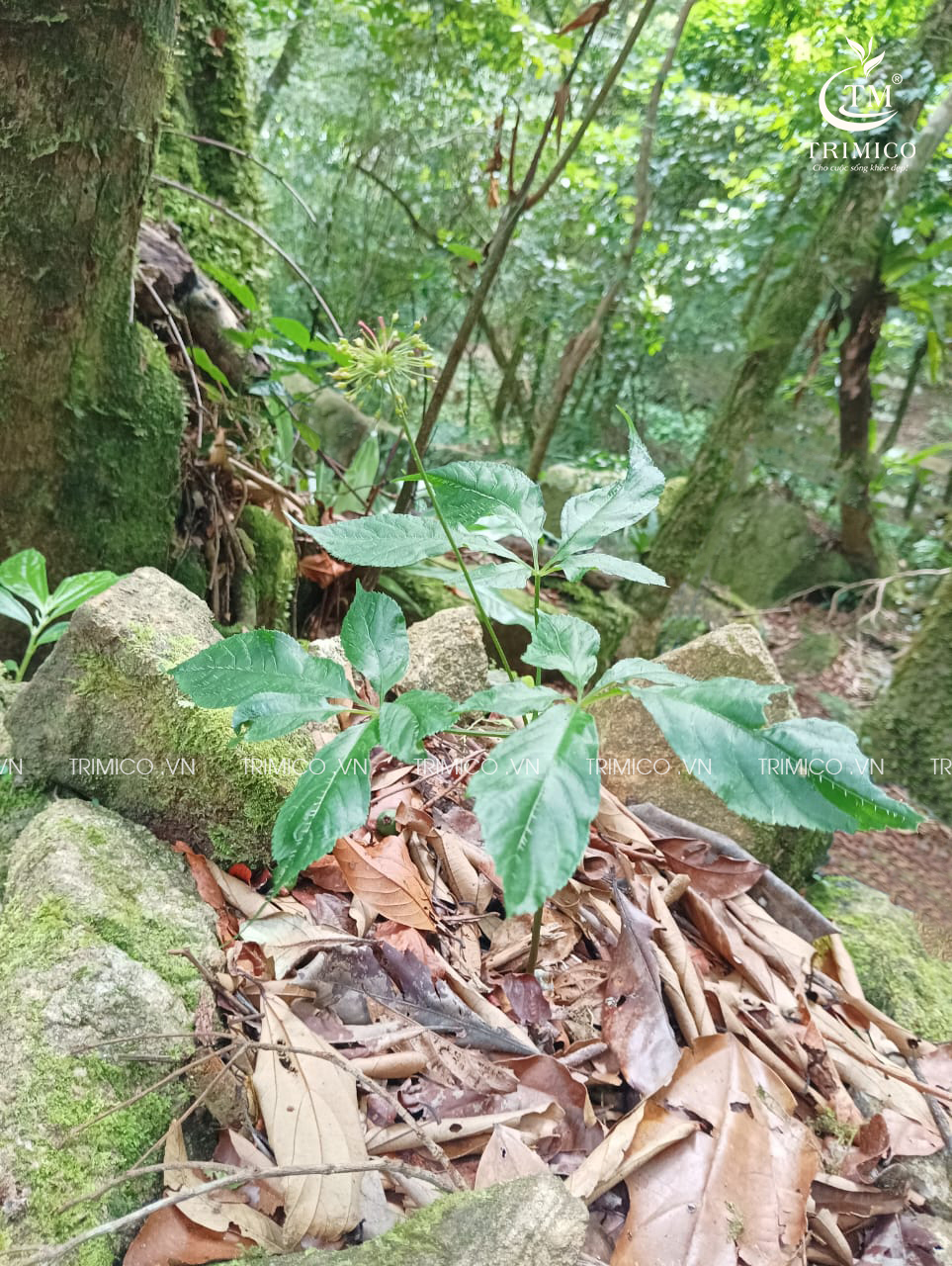 lá sâm ngọc linh, lá sâm, lá sâm tươi, lá sâm ngọc linh tươi